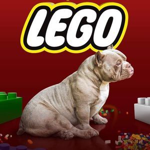 Meet your Posher, Jesse